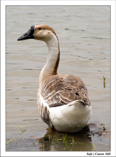 2006 - 07 - Temple angkor - Oies 5